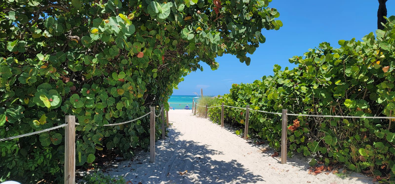 Sea grape path to the ocean in Mid-Beach, Miami Beach